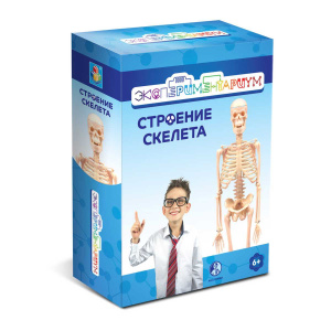 Купить Набор "Строение скелета" в Иркутске